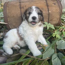 Astra - Merle female Saint Berdoodle puppy in Traverse City, Michigan from Bare Paws Saint Berdoodles