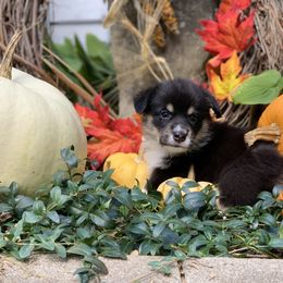 Pembroke Welsh Corgi Puppies from A&A’s Adorable Corgis