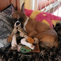 Boxer Puppies from CinniBon Boxers (Kennel)