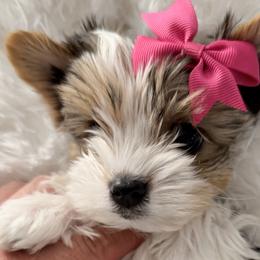 Biewer Terriers, Morkies, and Yorkshire Terriers from Kimora’s Kreation’s Kennel
