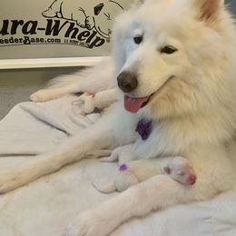 Samoyed Puppies from Icecrown Samoyeds