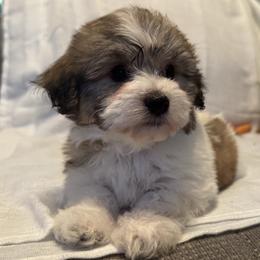 Cash - Tri-color male Coton de Tulear puppy in Avery Creek, North Carolina from AVLCOTONLOVE