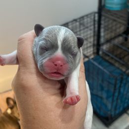 French Bulldogs from For Love of Frenchies