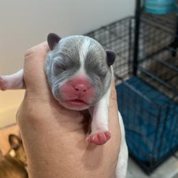 French Bulldogs from For Love of Frenchies