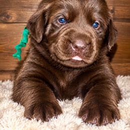 Green - Chocolate male Labrador Retriever puppy in Gainesville, Georgia from Rucker Retrievers