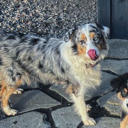Fancy - Australian Shepherd