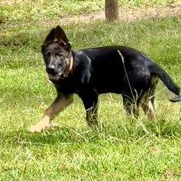 Orange - German Shepherd puppy from Cadillac Canine