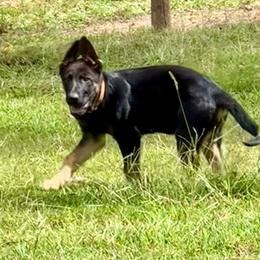 Orange - German Shepherd puppy from Cadillac Canine