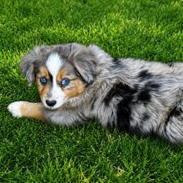 Gizmo - Blue merle male Miniature Australian Shepherd puppy in Lakeport, California from Akins Aussies/Wild Rose Ranch