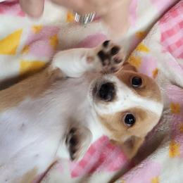 Sarah Lee - Fawn (Isabella) female Dachshund puppy in Geneva, Florida from TGIF Doxies
