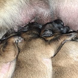 Cunning Comet - Mahogany and black male Belgian Tervuren puppy in Vershire, Vermont from Chocorua Working Belgians