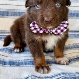Nels - Red tri-color male Australian Shepherd puppy in Temecula, California from Boulder & Branch Aussie Ranch