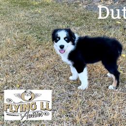 Dutton - Black tri male Miniature Australian Shepherd puppy in Madisonville, Texas from Flying LL Aussies