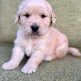 Steamboat- orange collar - Golden male Golden Retriever puppy in Colorado Springs, Colorado from Mercy Mountain Bernedoodles