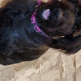 Maizey - Giant Schnauzer