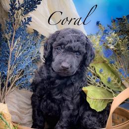 Coral - Silver female Poodle puppy in Greenville, North Carolina from Grace Poodles