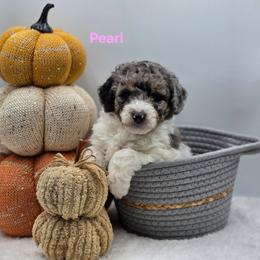 Pearl - Blue merle female Bernedoodle puppy in Summerville, South Carolina from Channys Doodles