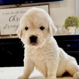 Pick 2 - Light golden female Golden Retriever puppy in Deer Lodge, Tennessee from SelahGold