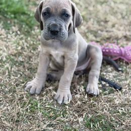 Peach - Fawn female Great Dane puppy in Tyler, Texas from Blessed By Danes