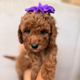 Coco - Red  female Goldendoodle puppy in Sacramento, California from GoldenDoodle Love