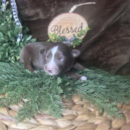 Romeo - Red tri male Miniature Australian Shepherd puppy in California from Eagle River Aussies