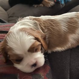 Cavalier King Charles Spaniel Puppies from Christina’s Cavaliers