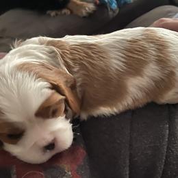 Cavalier King Charles Spaniel Puppies from Christina’s Cavaliers