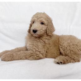 Lucky - Caramel male Labradoodle puppy in Mission, Texas from Sharyland Pets