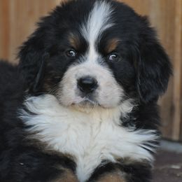 Bernese Mountain Dog, Golden Mountain Dog, and Golden Retriever Puppies from Grateful Bernese