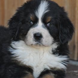 Bernese Mountain Dog, Golden Mountain Dog, and Golden Retriever Puppies from Grateful Bernese