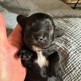 AKC Parsley - Black male Cocker Spaniel puppy in Cincinnati, Ohio from Abundance of Joy LLC Cocker Spaniels