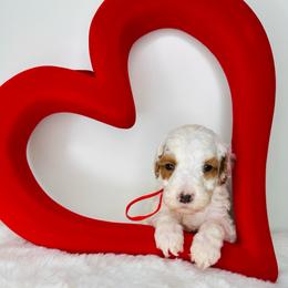 Red Collar - Parti male Goldendoodle puppy in Miami, Florida from GoldStar Doodles USA