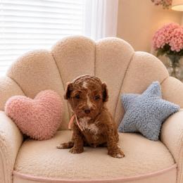 Pralines - Red female Cavapoo puppy in South Jordan, Utah from Diamond Companions