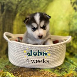 John - Silver and white male Pomsky puppy in Winston, Oregon from Arctic Tails Spitz
