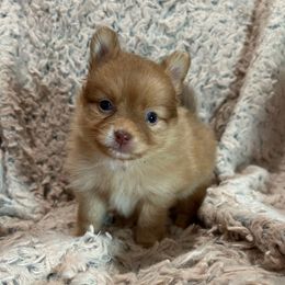 Female - Red Pomeranian puppy in Weatherford, Texas from COCO'S POMS AND FRENCHIES