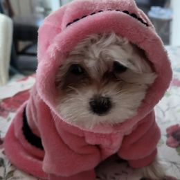 Maltese from Holly's Pups