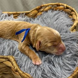 Prince - Caramel male Australian Labradoodle puppy in Avon, Indiana from Forever Friends Labradoodles