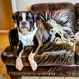 Pepper - Boxer