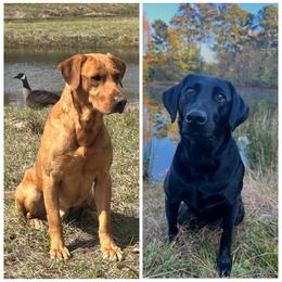 Labrador Retriever puppies from Rich Hill Retrievers