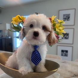 Male 3 - White male Cavapoo puppy in Sacramento County, California from Sac-Town Poodles and Doodles