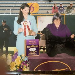 Cocker Spaniel All Grown Up from Starlight's American Cockers