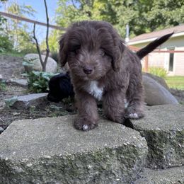 Aussiedoodle Puppies from Kingsden Aussies and doodles
