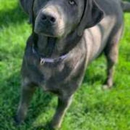 Basset Hound and Labrador Retriever Puppies from Porter Kennels