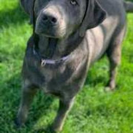 Basset Hound and Labrador Retriever Puppies from Porter Kennels