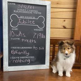 Cane Corso and Shetland Sheepdog Puppies from Redemption Kennels