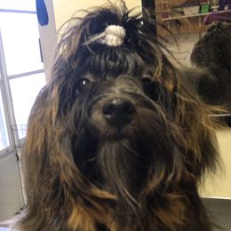Roxy - Havanese