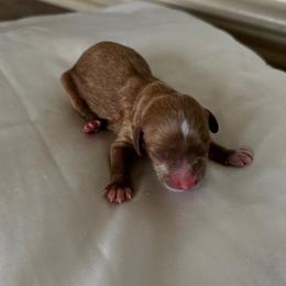 Dolly - Red female Cavapoo puppy in Thorndale, Texas from Hattie’s Texas Cavapoos