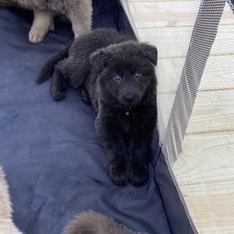 Girl 2 - Blue female German Shepherd puppy in Pelham, North Carolina from P & P Shepherds
