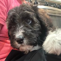 Yellow - female Bernedoodle puppy in Delton, Michigan from Rocky Top Acres