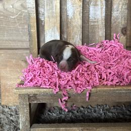 RTF2 - Red tri female Miniature Australian Shepherd puppy in Lexington, Nebraska from Osborne's Aussies